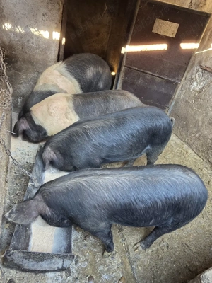 Porci BAZNA, porci cu genetică de clasă! - imagine 3