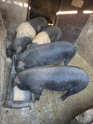 Porci BAZNA, porci cu genetică de clasă! - imagine 2