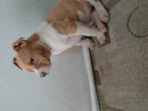 Femela amstaff cu pedigree - imagine 2