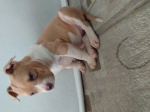 Femela amstaff cu pedigree - imagine 3