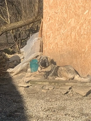 vand ciobanesc varsta 8 luni