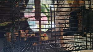 Papagal nimfa femela perlat - imagine 3