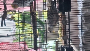 Papagal nimfa femela perlat - imagine 4