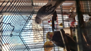 Papagal nimfa femela perlat