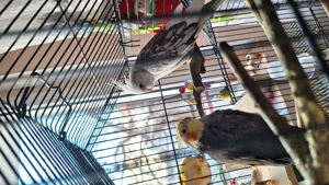 Papagal nimfa femela perlat - imagine 2