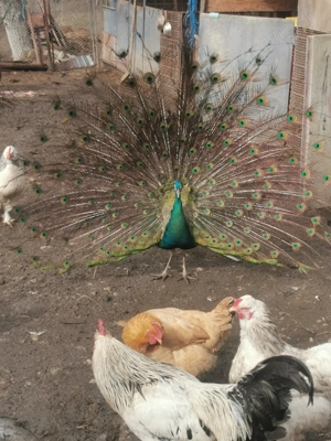 Gaini și cocoși de curte  - imagine 2