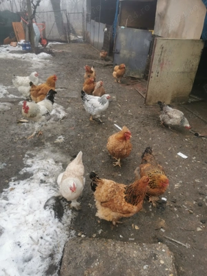 Gaini și cocoși de curte  - imagine 4