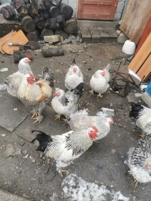 Gaini și cocoși de curte  - imagine 3