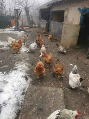 Gaini și cocoși de curte  - imagine 5