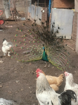 Gaini și cocoși de curte 