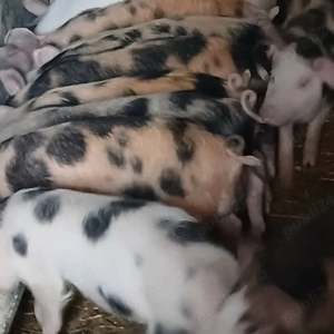 purcei de vânzare 500 lei buc