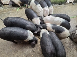 BAZNA de BAZNA, de 5 luni de zile!!! - imagine 3