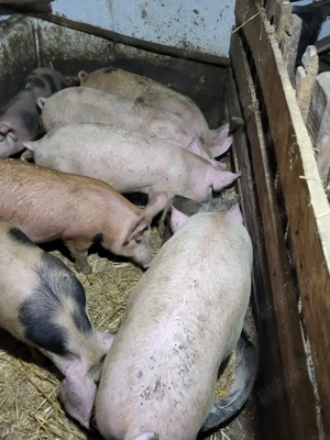 Porci de 80-100 kg de vanzare langa Bucuresti Ilfov - imagine 5