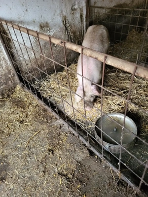 Porci de 80-100 kg de vanzare langa Bucuresti Ilfov - imagine 3