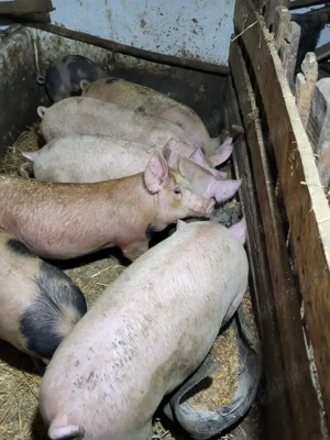 Porci de 80-100 kg de vanzare langa Bucuresti Ilfov - imagine 4