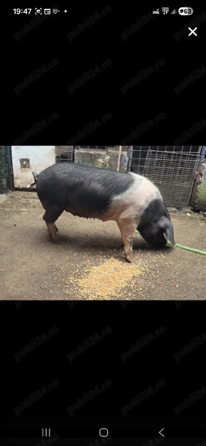 Scroafă BAZNA, perfect pretabilă la montă! - imagine 2