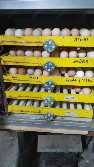 Incubator automat,capacitate 250 ouă 