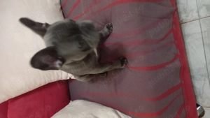 Caine buldog francez - imagine 2