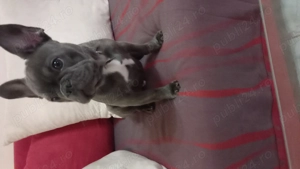 Caine buldog francez - imagine 3