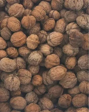 Vând nuci in coaja 2025