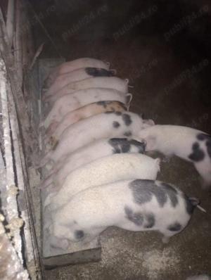 Vand purcei si porci mari - imagine 3