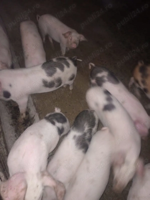 Vand purcei si porci mari - imagine 2