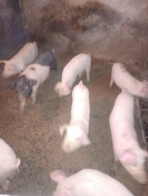 Vand purcei si porci mari
