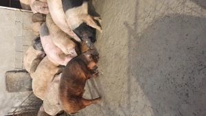 De la mic la mare gata de plecare. - imagine 2