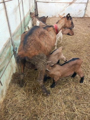 vand capre sannen și alpina franceză  - imagine 3