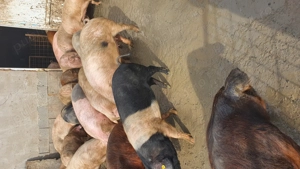 De la mic la mare gata de plecare.