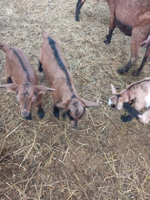 vand capre sannen și alpina franceză  - imagine 5