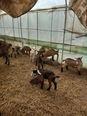 vand capre sannen și alpina franceză  - imagine 4