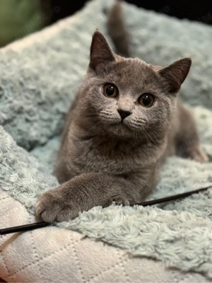 Pisici british  - imagine 2