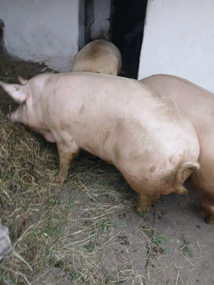 Vând porc crescut bio - imagine 2