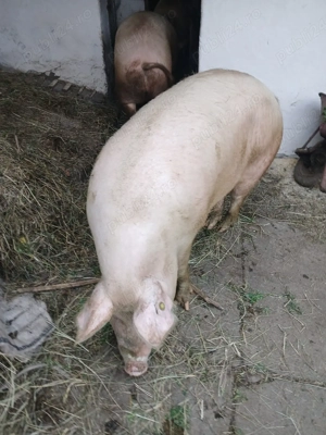 Vând porc crescut bio - imagine 3