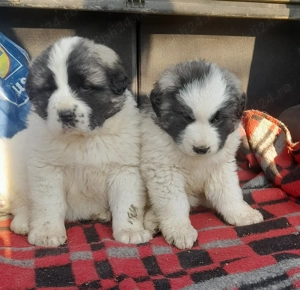 Căței ciobănești carpatin  - imagine 2