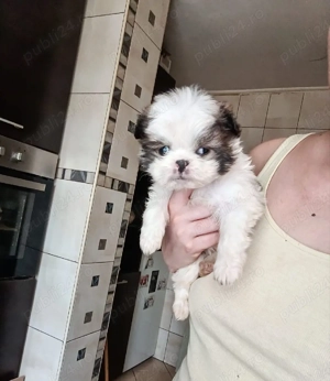Puiuti Bichoni Havanese talie mica