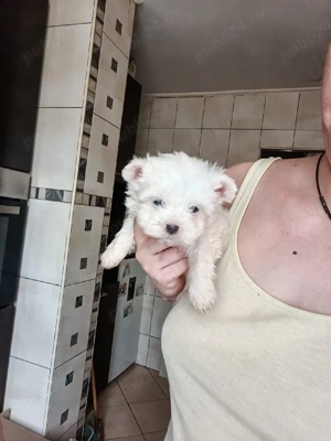 Puiuti Bichoni Havanese talie mica - imagine 3