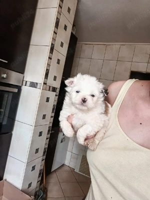 Puiuti Bichoni Havanese talie mica