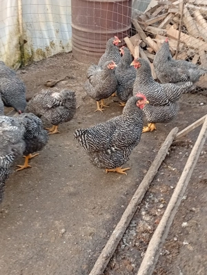 Vând ouă pentru incubat - imagine 4