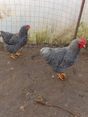 Vând ouă pentru incubat - imagine 3