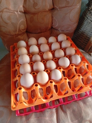 Vând ouă pentru incubat - imagine 2