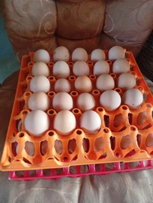 Vând ouă pentru incubat