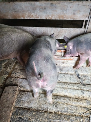 soldani de vânzare  - imagine 2