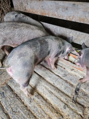 soldani de vânzare  - imagine 4