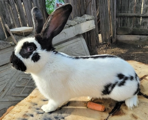 Mascul Fluture German original