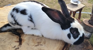 Mascul Fluture German original - imagine 2