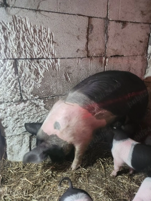 schimb vand - imagine 2