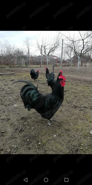 Vând, Schimb Cocoș Australorp 