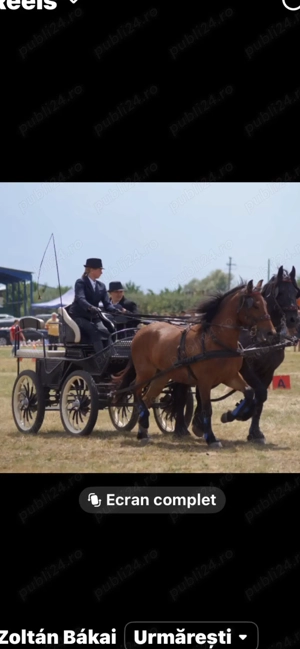 Iapa metis frizian de vanzare 